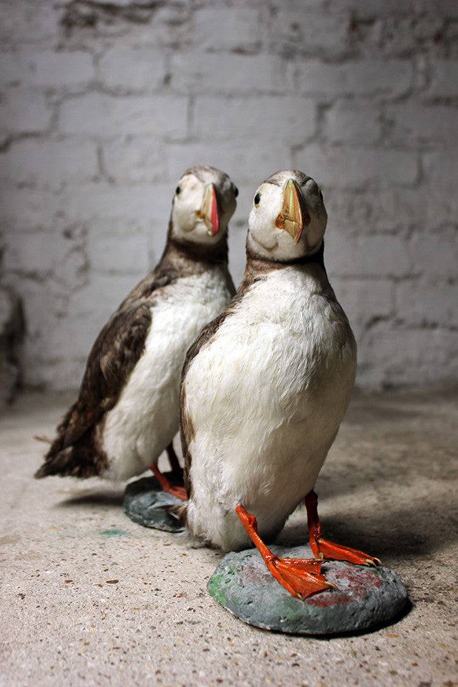 A Delightful Pair of Mid 20thC Taxidermy Atlantic Puffins
