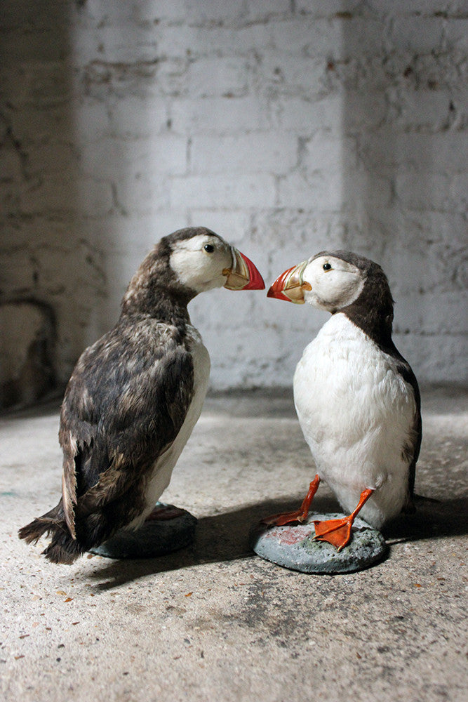 A Delightful Pair of Mid 20thC Taxidermy Atlantic Puffins