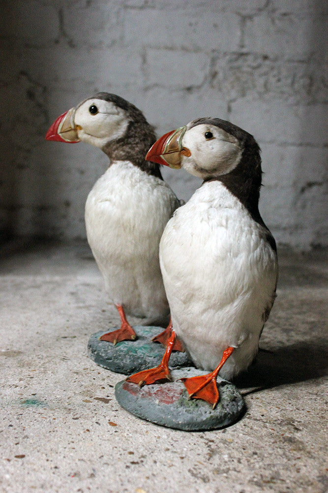 A Delightful Pair of Mid 20thC Taxidermy Atlantic Puffins