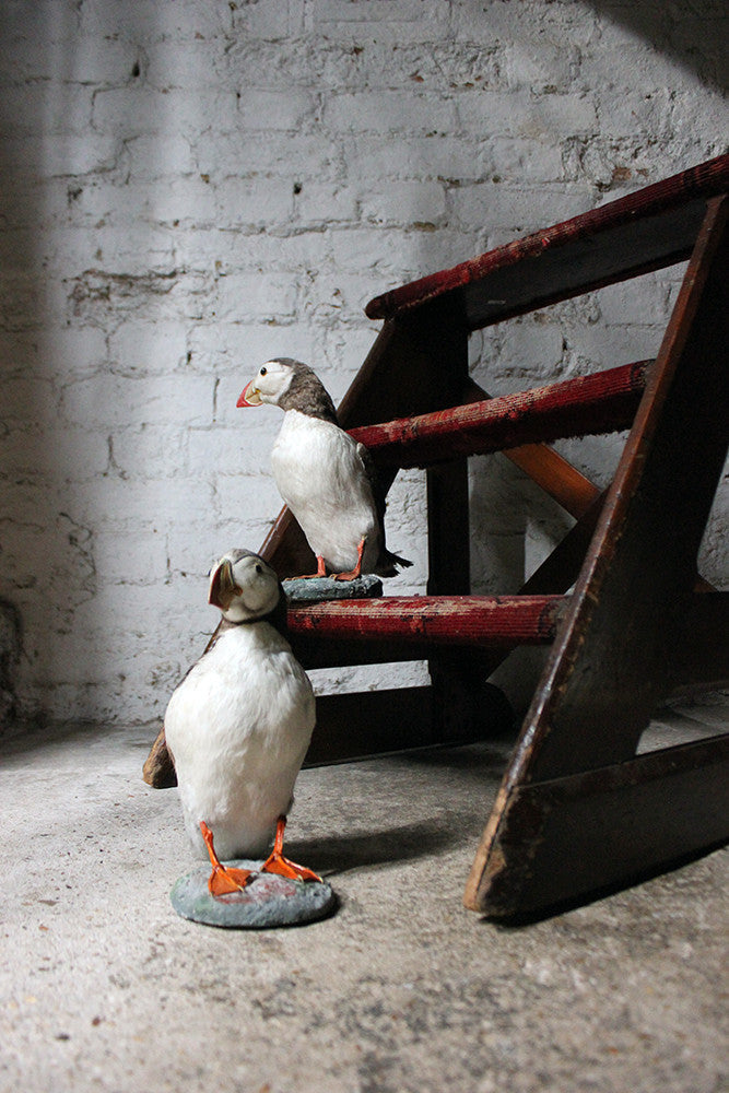 A Delightful Pair of Mid 20thC Taxidermy Atlantic Puffins