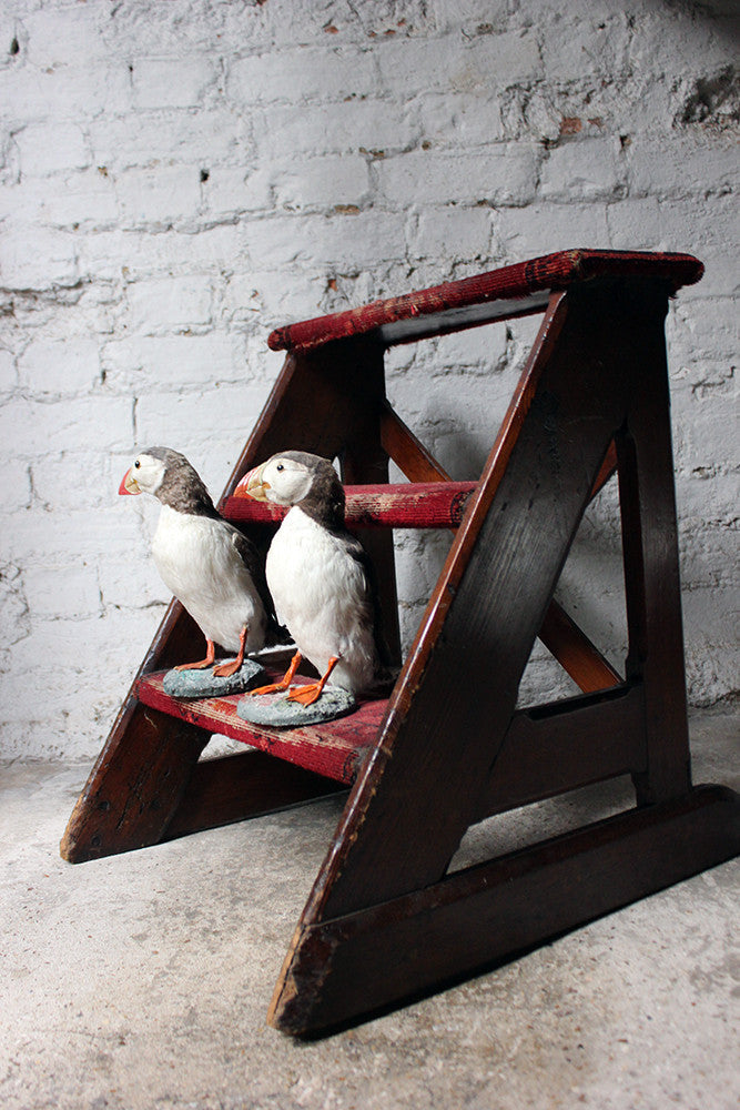 A Delightful Pair of Mid 20thC Taxidermy Atlantic Puffins