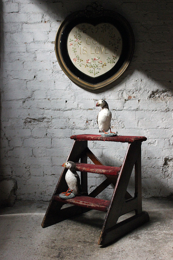 A Delightful Pair of Mid 20thC Taxidermy Atlantic Puffins