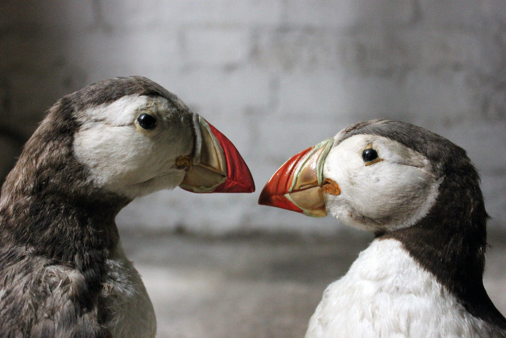 A Delightful Pair of Mid 20thC Taxidermy Atlantic Puffins