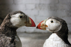 A Delightful Pair of Mid 20thC Taxidermy Atlantic Puffins