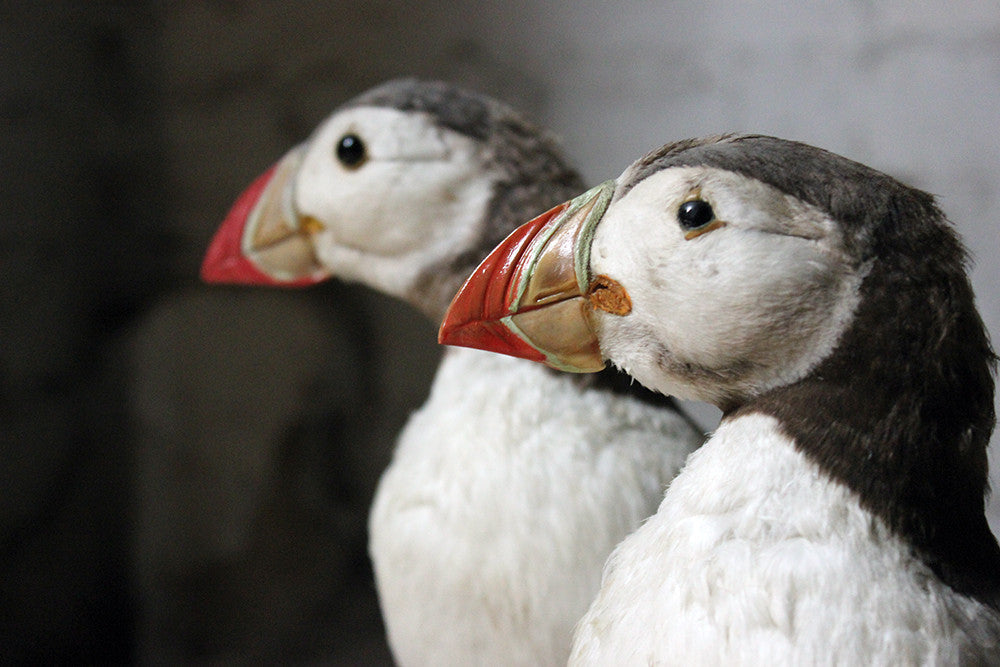 A Delightful Pair of Mid 20thC Taxidermy Atlantic Puffins