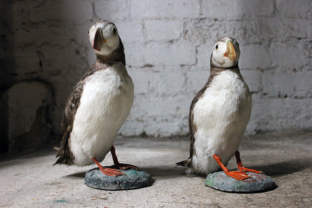 A Delightful Pair of Mid 20thC Taxidermy Atlantic Puffins