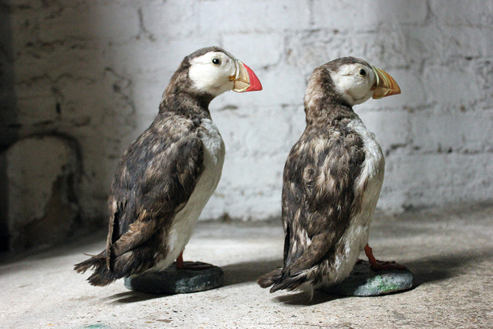 A Delightful Pair of Mid 20thC Taxidermy Atlantic Puffins