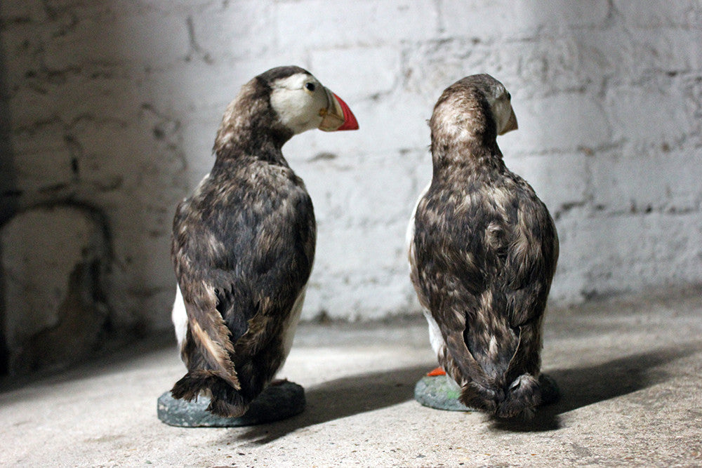 A Delightful Pair of Mid 20thC Taxidermy Atlantic Puffins