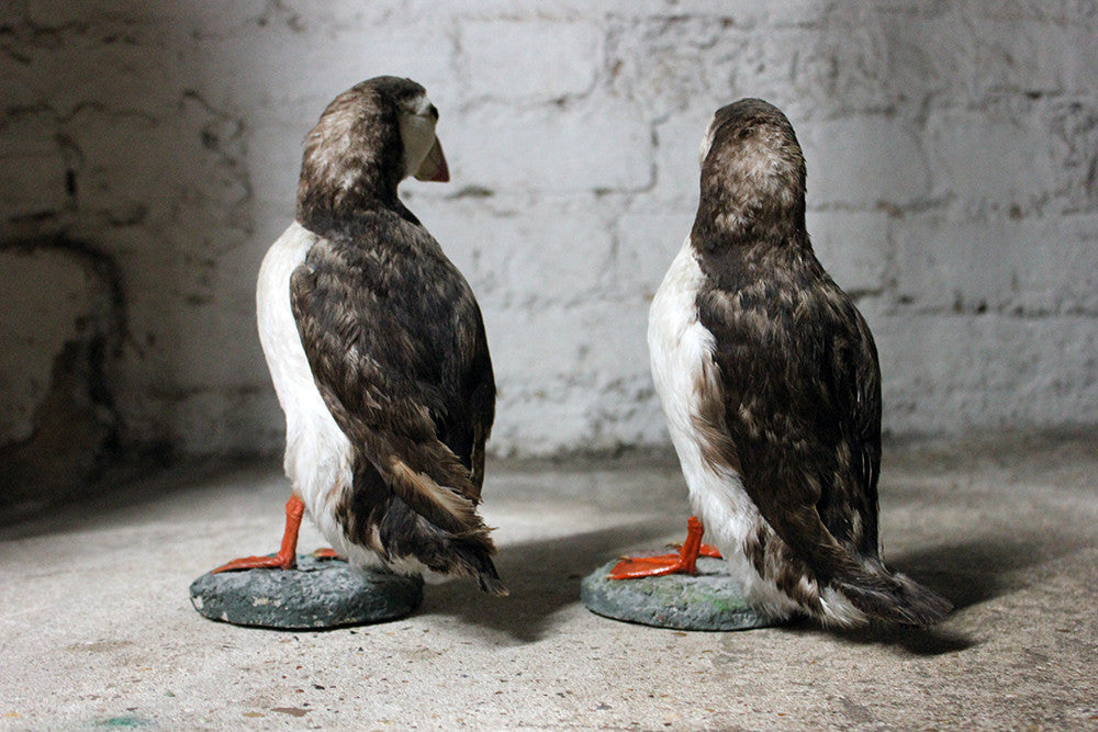 A Delightful Pair of Mid 20thC Taxidermy Atlantic Puffins