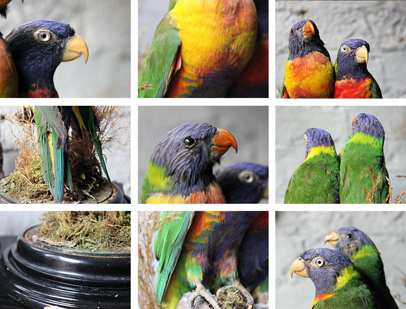 A Good Quality 20thC Dome Cased Pair of Taxidermy Rainbow Lorikeets