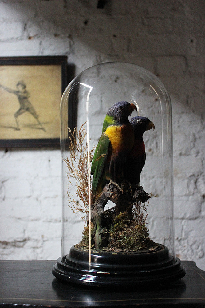 A Good Quality 20thC Dome Cased Pair of Taxidermy Rainbow Lorikeets