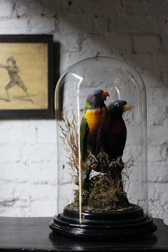A Good Quality 20thC Dome Cased Pair of Taxidermy Rainbow Lorikeets