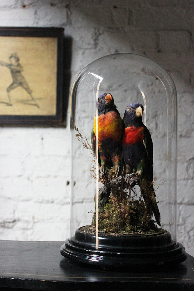A Good Quality 20thC Dome Cased Pair of Taxidermy Rainbow Lorikeets