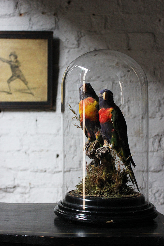 A Good Quality 20thC Dome Cased Pair of Taxidermy Rainbow Lorikeets