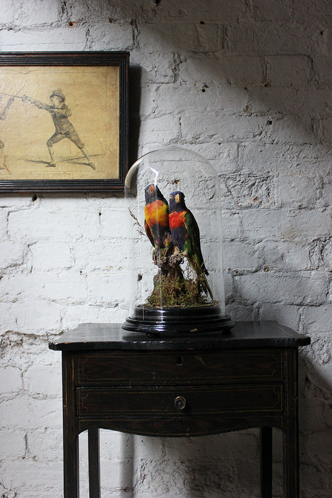A Good Quality 20thC Dome Cased Pair of Taxidermy Rainbow Lorikeets