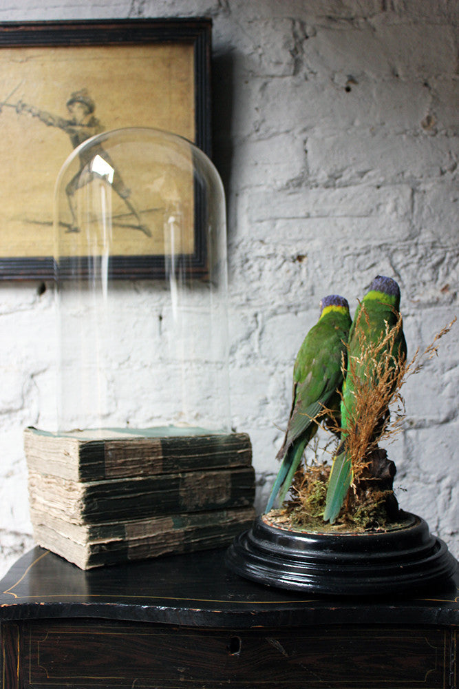 A Good Quality 20thC Dome Cased Pair of Taxidermy Rainbow Lorikeets