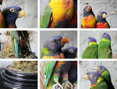 A Good Quality 20thC Dome Cased Pair of Taxidermy Rainbow Lorikeets