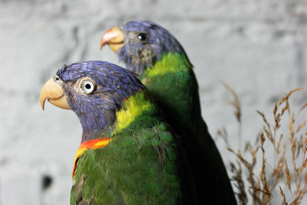 A Good Quality 20thC Dome Cased Pair of Taxidermy Rainbow Lorikeets