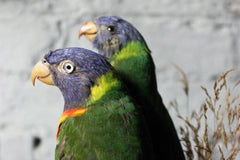 A Good Quality 20thC Dome Cased Pair of Taxidermy Rainbow Lorikeets