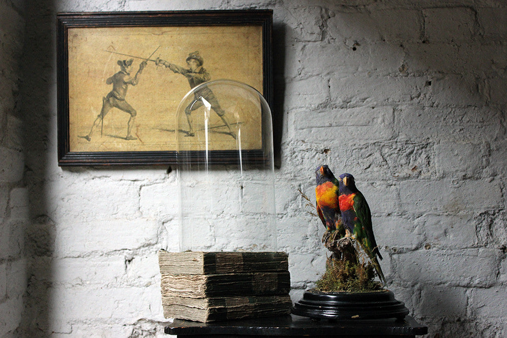 A Good Quality 20thC Dome Cased Pair of Taxidermy Rainbow Lorikeets