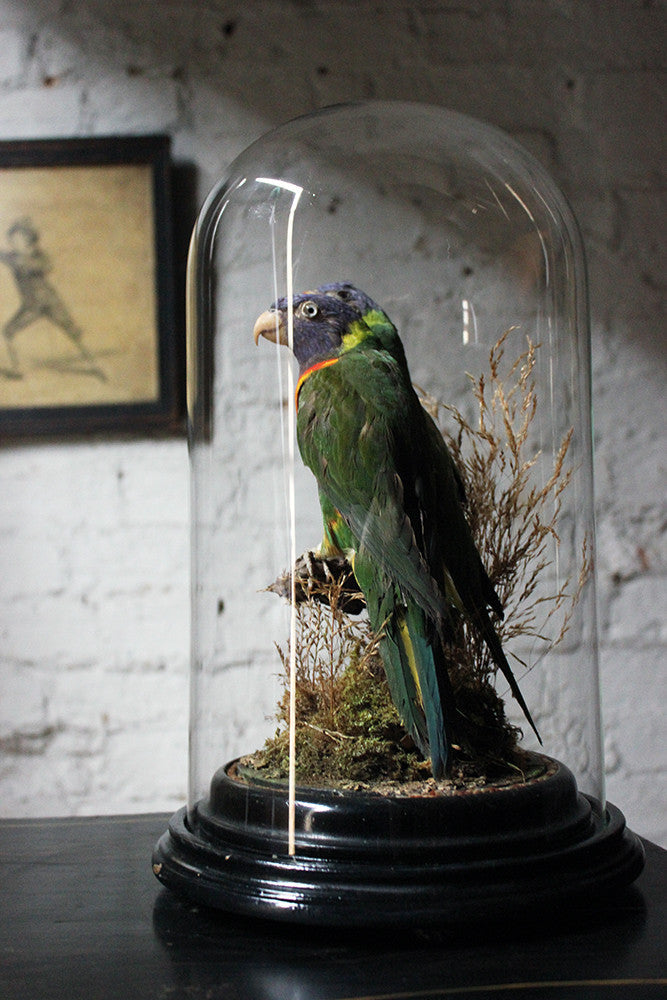 A Good Quality 20thC Dome Cased Pair of Taxidermy Rainbow Lorikeets