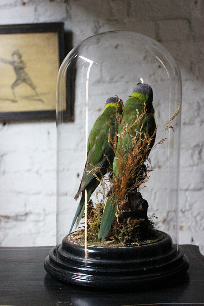 A Good Quality 20thC Dome Cased Pair of Taxidermy Rainbow Lorikeets