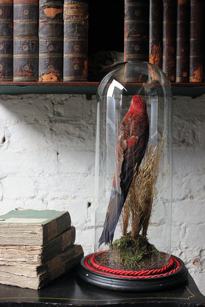 A Fine 20thC Dome Cased Taxidermy Specimen of a Crimson Rosella
