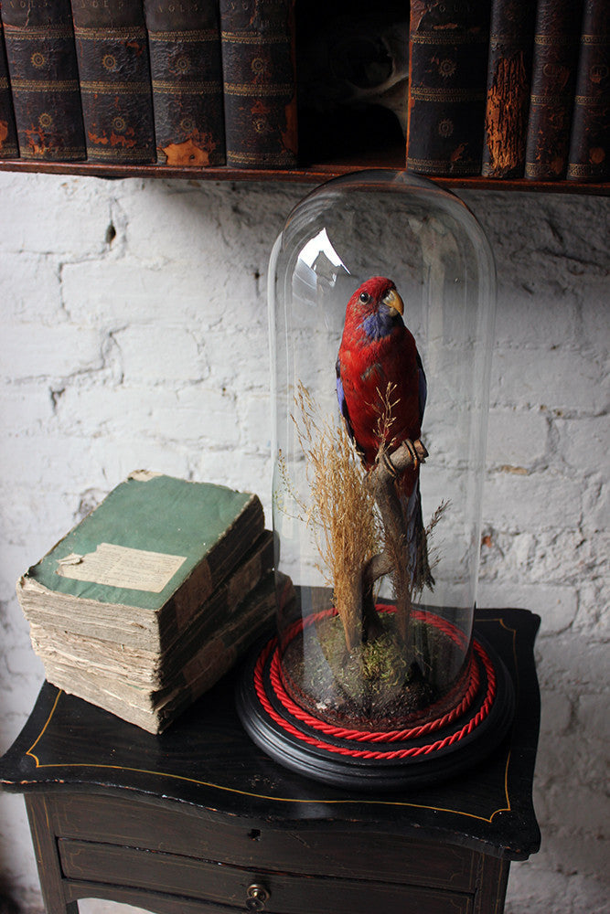 A Fine 20thC Dome Cased Taxidermy Specimen of a Crimson Rosella