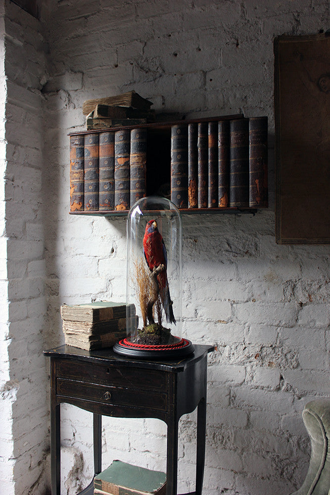 A Fine 20thC Dome Cased Taxidermy Specimen of a Crimson Rosella