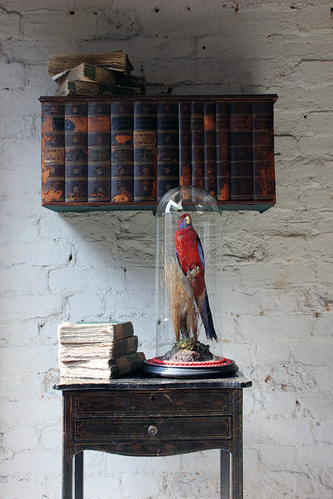 A Fine 20thC Dome Cased Taxidermy Specimen of a Crimson Rosella