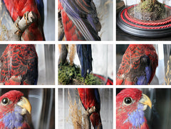 A Fine 20thC Dome Cased Taxidermy Specimen of a Crimson Rosella
