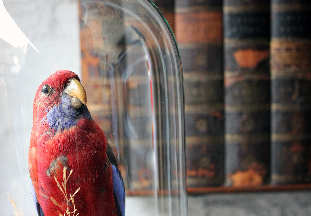 A Fine 20thC Dome Cased Taxidermy Specimen of a Crimson Rosella