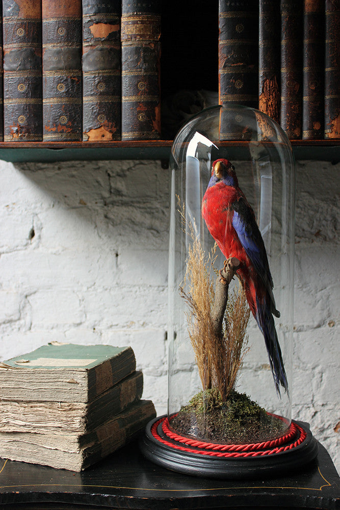 A Fine 20thC Dome Cased Taxidermy Specimen of a Crimson Rosella