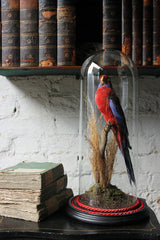 A Fine 20thC Dome Cased Taxidermy Specimen of a Crimson Rosella
