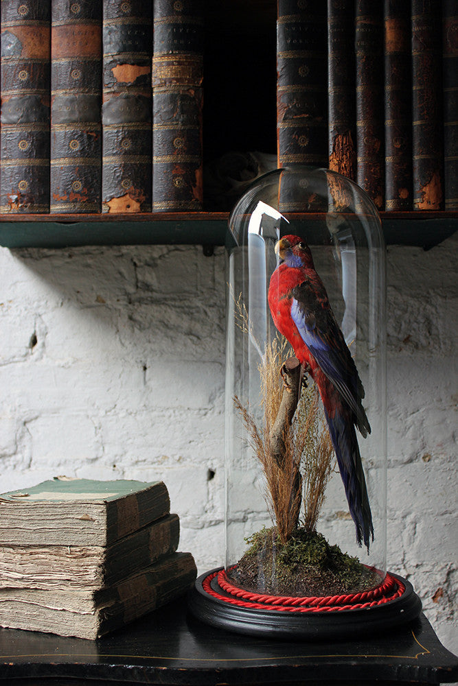 A Fine 20thC Dome Cased Taxidermy Specimen of a Crimson Rosella