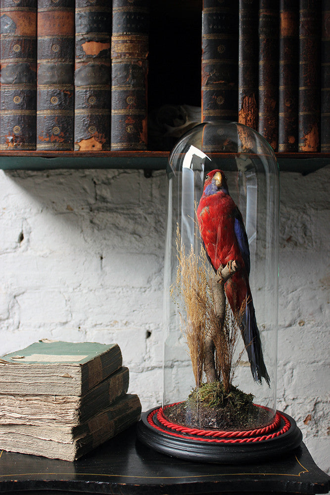 A Fine 20thC Dome Cased Taxidermy Specimen of a Crimson Rosella