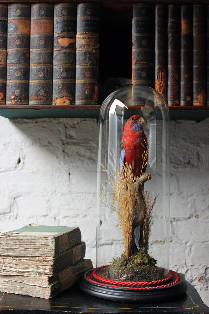 A Fine 20thC Dome Cased Taxidermy Specimen of a Crimson Rosella