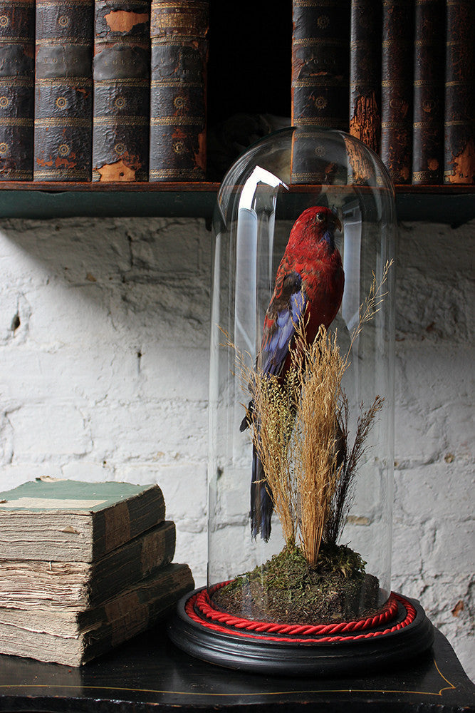 A Fine 20thC Dome Cased Taxidermy Specimen of a Crimson Rosella