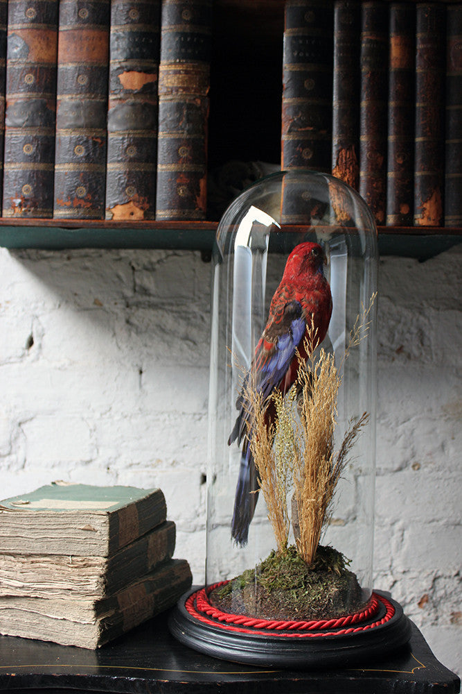 A Fine 20thC Dome Cased Taxidermy Specimen of a Crimson Rosella