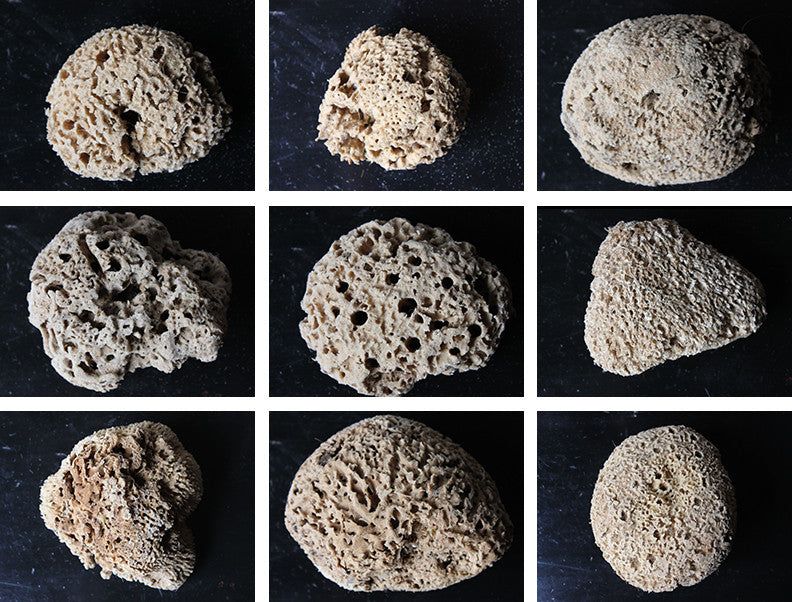 A Beautiful Early 20thC Collection of Nine Porifera/Sponge Specimens