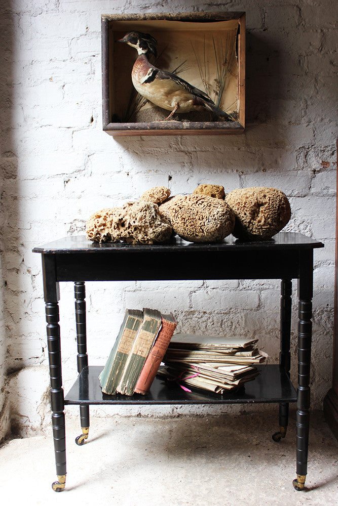 A Beautiful Early 20thC Collection of Nine Porifera/Sponge Specimens