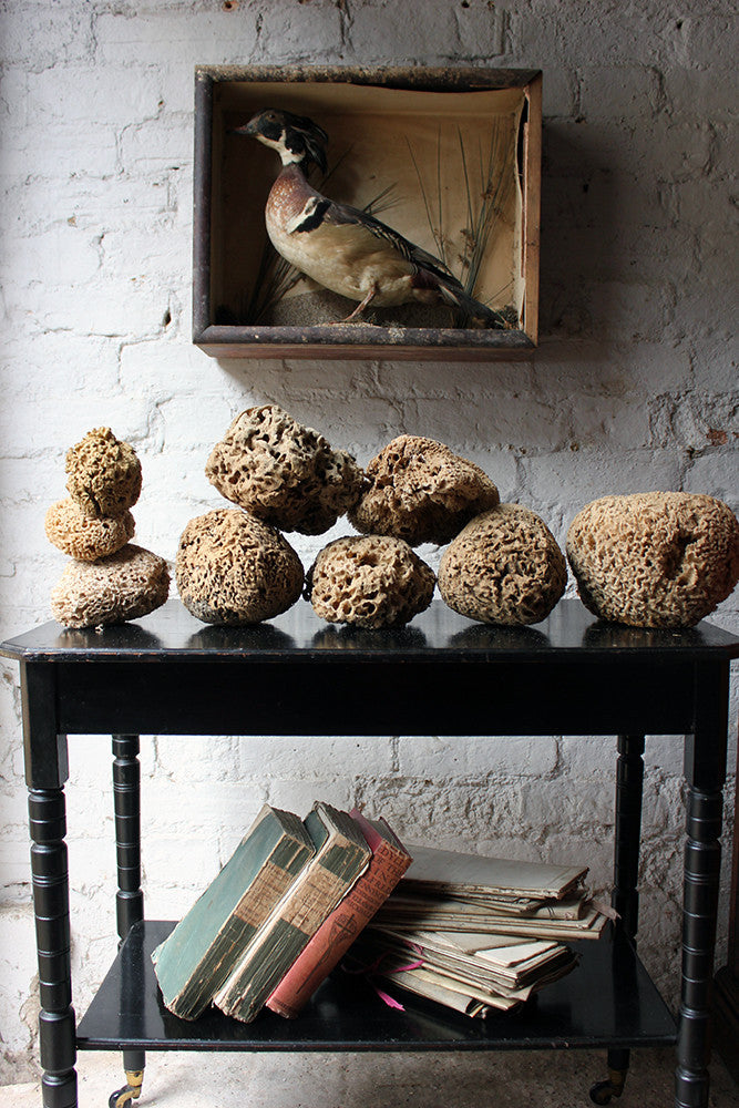 A Beautiful Early 20thC Collection of Nine Porifera/Sponge Specimens