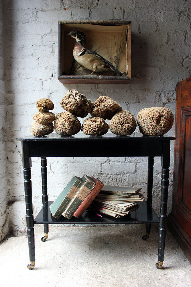 A Beautiful Early 20thC Collection of Nine Porifera/Sponge Specimens