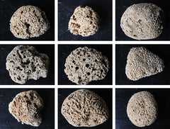A Beautiful Early 20thC Collection of Nine Porifera/Sponge Specimens