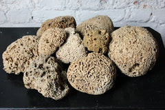 A Beautiful Early 20thC Collection of Nine Porifera/Sponge Specimens