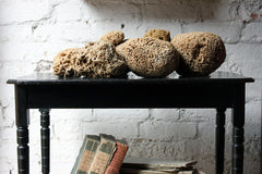 A Beautiful Early 20thC Collection of Nine Porifera/Sponge Specimens