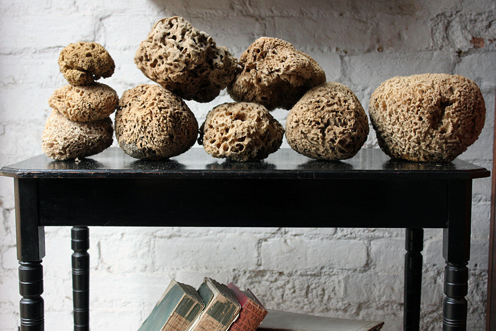 A Beautiful Early 20thC Collection of Nine Porifera/Sponge Specimens