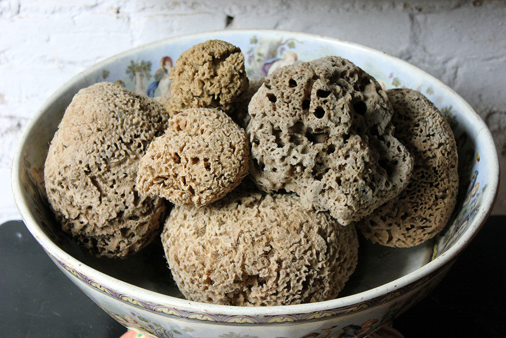 A Beautiful Early 20thC Collection of Nine Porifera/Sponge Specimens