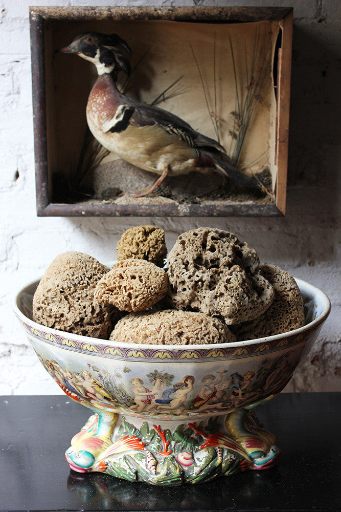 A Beautiful Early 20thC Collection of Nine Porifera/Sponge Specimens