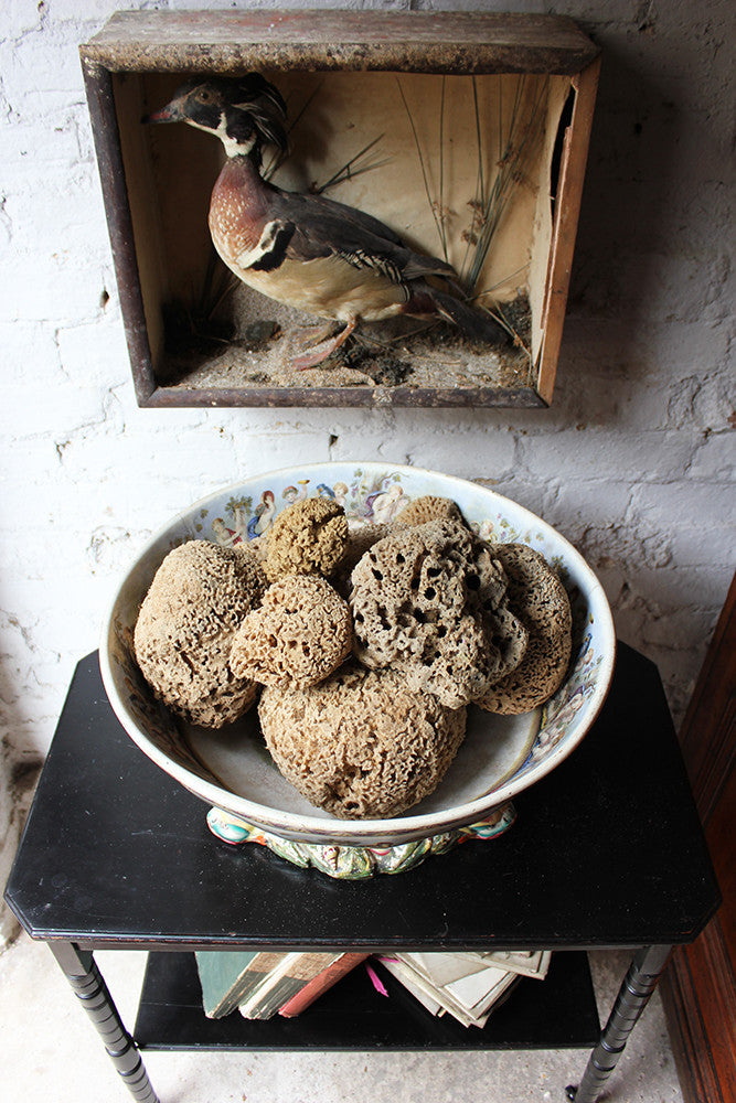 A Beautiful Early 20thC Collection of Nine Porifera/Sponge Specimens